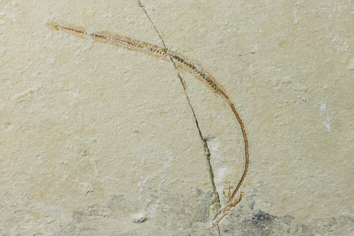 Cretaceous Primitive Eel (Enchelion) - Lebanon #162727